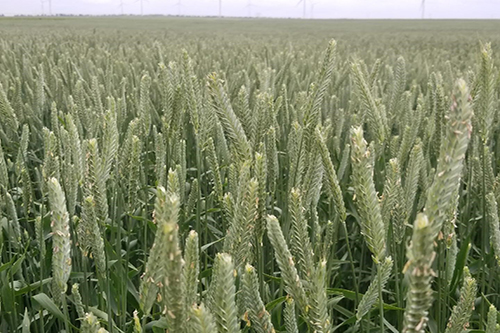 Cool Season Grass